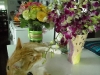 j-mayday-orchids-6