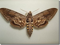 250px-Manduca_quinquemaculata_adult_female
