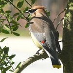 Cedar Waxwing